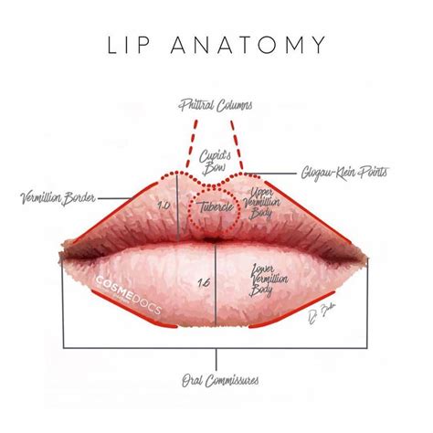 Medical Term Lip at Maria Fernandez blog