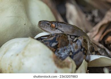 Image result for Baby Python Hatching