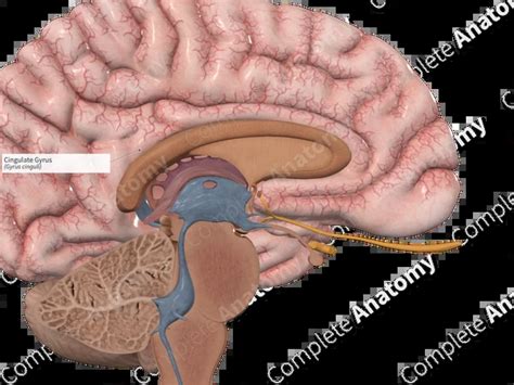 Cingulate Gyrus Function 的图像结果