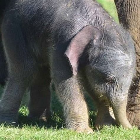Remarkable Birth: Lasting Joy with the Arrival of Whipsnade Zoo's ...