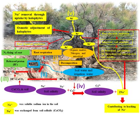 An Artificial Oasis in a Deadly Desert: Practices and Enlightenments
