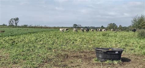 Grazing: Education & Online Courses | University of Vermont Extension ...