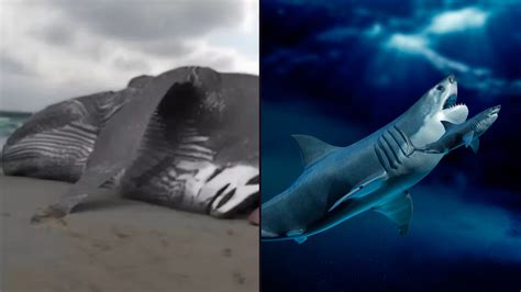 Megalodon Shark Still Alive Proof 5 Things To Know About Sharks Before
