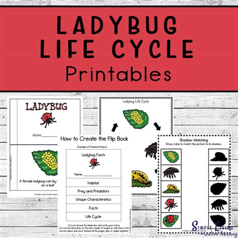 Image result for Ladybug Life Cycle Printable