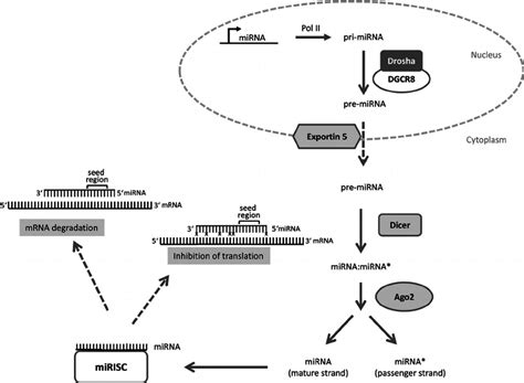 Primary microRNA Transcript 的图像结果