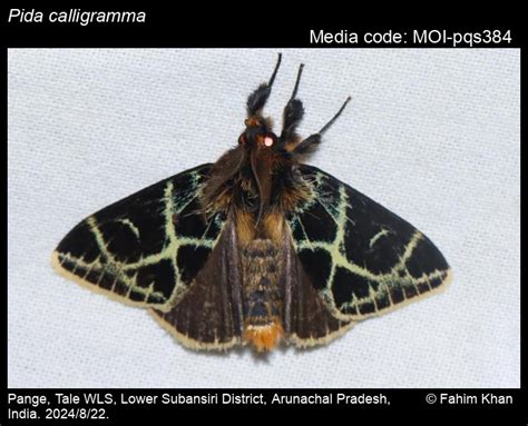 Pida calligramma | Moths
