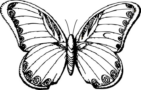 butterfly drawing line art