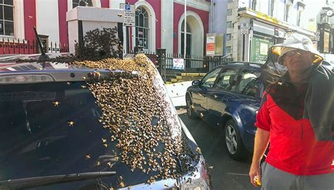 Swarm Of 20,000 Bees Chased A Car For 24 Hours Because The 'Queen Bee ...