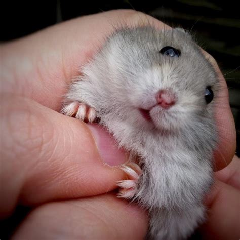 Image result for Dwarf Hamster Exploding MP4