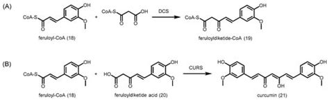 Exploiting the Biosynthetic Potential of Type III Polyketide Synthases
