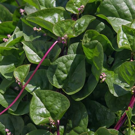 Malabar Spinach- Red seeds | The Seed Collection