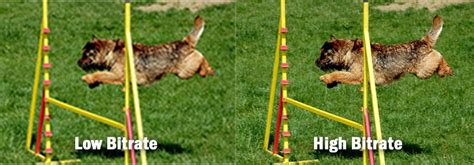 Bit Rate Vs Quality 的图像结果