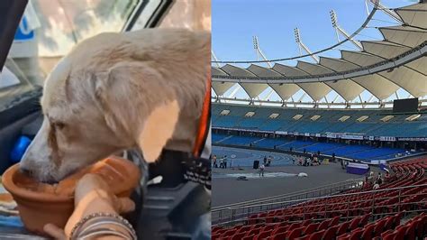 'Locked In MCD Van For Hours': Animal Lovers Express Outrage After ...