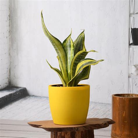 Snake Plant, Sansevieria trifasciata Golden Hahnii - Succulent Plant ...
