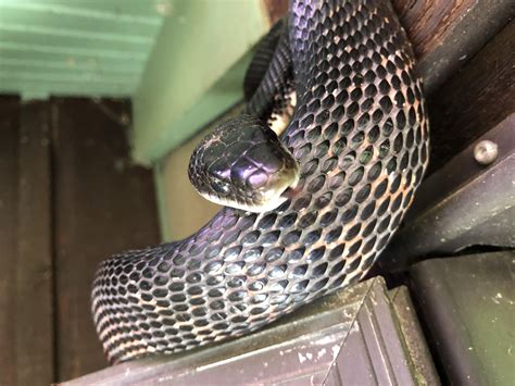 Black Snakes In Mo at Tristan Oflaherty blog