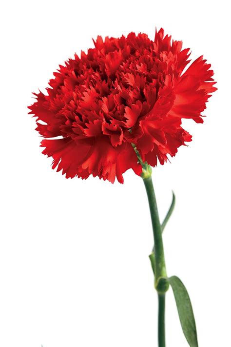 Clavel En Ingles at Hayley Forster blog