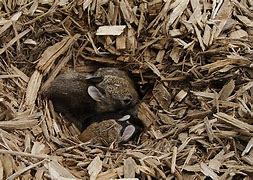 Image result for Rabbit Nest Is Called