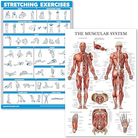 Palace Learning Stretching Exercises and Muscular India | Ubuy