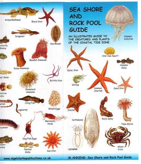 oregon tide pool identification - Google Search | Rock pools, Tide ...