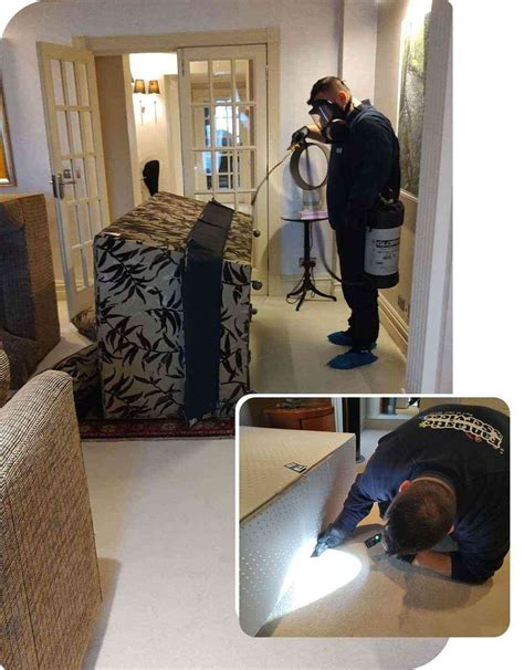 Carpet Beetle Removal Services London - Carpet & Fabric Pest Removal