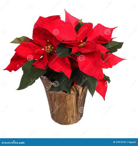 What Is The Name Of The Red Christmas Flower at Robert Mosher blog