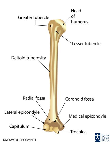 Humerus Bone - Anatomy, Location, Function and FAQs