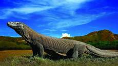 Komodo Wallpaper by Komodo Wallpapers 40 Wallpapers Wallpapers For Desktop Komodo Wallpaper