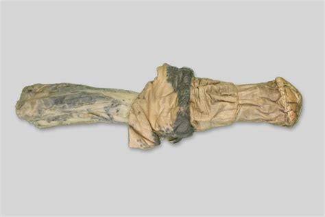 Glied, Penis, Phallus (Pferd)