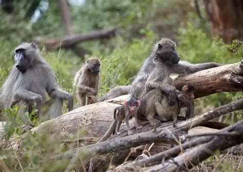 Image result for Baboon Behavior