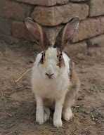 Image result for Wild Animals Rabbit