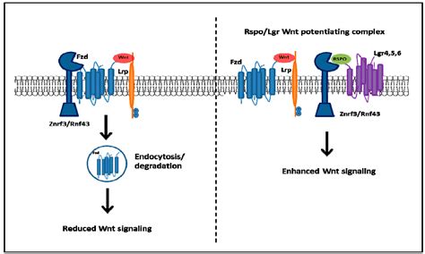G Protein-Coupled Receptor Signaling in Stem Cells and Cancer