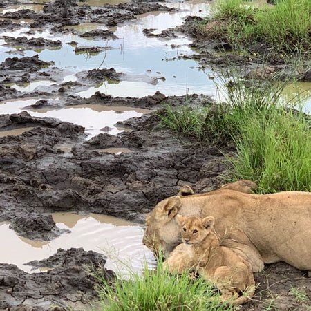 Migada Adventures Tours & Safaris Co Ltd (Arusha) - 2021 What to Know ...