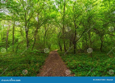 Path in the Green Dense Summer Forest Stock Photo - Image of outdoor, evergreen: 254637348