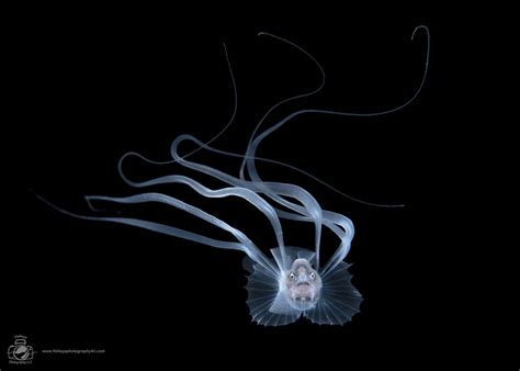 Dennis Whitestone Bony-eared Assfish 200529-223416 - Cayman Compass