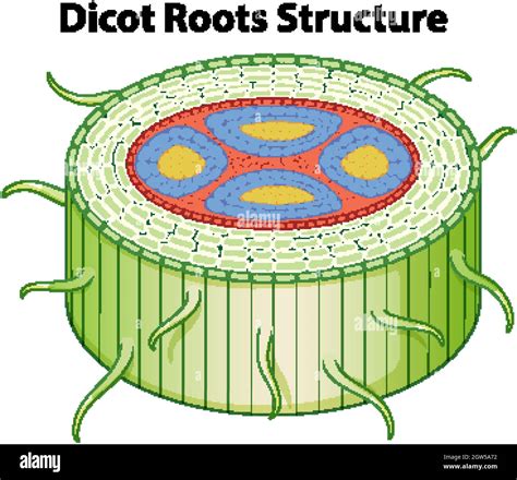 Diagram showing dicot roots structure Stock Vector Image & Art - Alamy