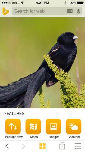 Mac iOS Bing 的图像结果