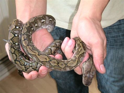 Reptilien Kleinanzeigen | Reptilien Annoncen | Reptilien Inserate ...