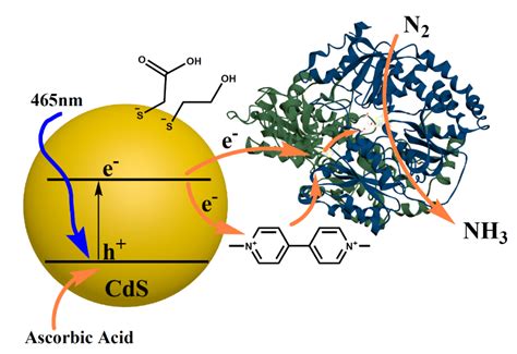 Artificial, Photoinduced Activation of Nitrogenase Using Directed and ...