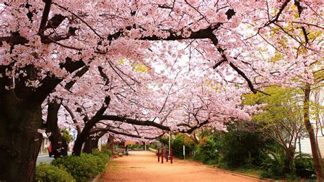 Sakura Season In Japanese at Donald Altman blog