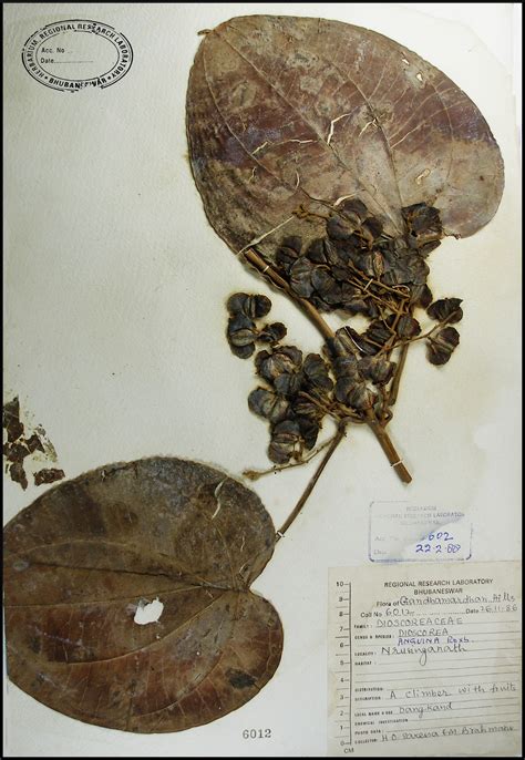 Herbarium JCB
