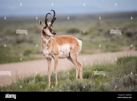 Image result for Basic Addition Color by Number
