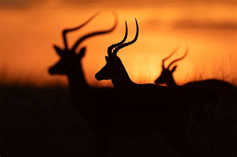 WILD 的图像结果