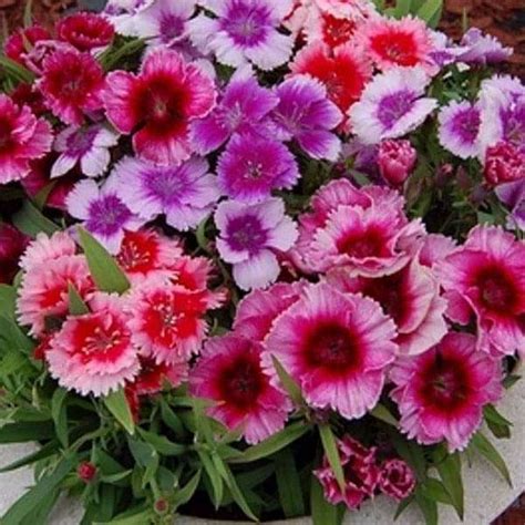 Buy Dianthus Baby Doll Mixed Color - Flower Seeds online from ...