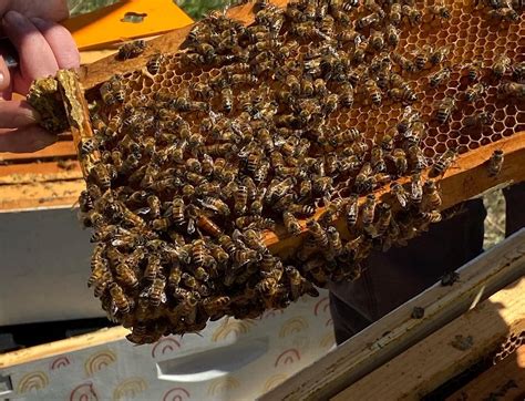 Two Hives Honey (Austin) - All You Need to Know BEFORE You Go