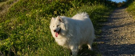 Download wallpaper 2560x1080 samoyed, dog, pet, grass dual wide 1080p ...