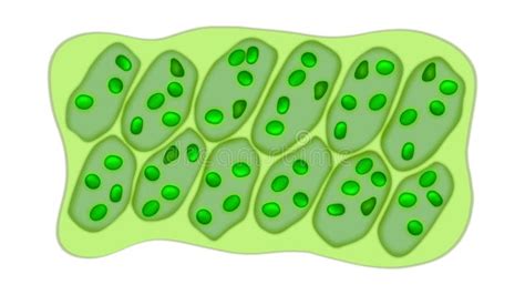 Light Microscope Micrograph 的图像结果
