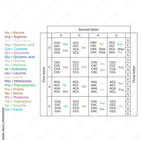 Image result for RNA Codons