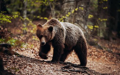 Robert F. Kennedy Jr. Says He Dumped a Dead Bear Cub in NYC 10 Years Ago