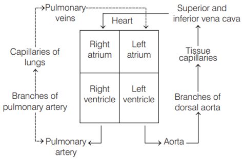 Image result for Explain Double Circulation in Simple From