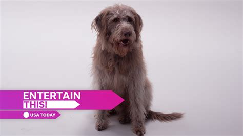 Watch the dog actor from 'Annie' the musical in action off stage